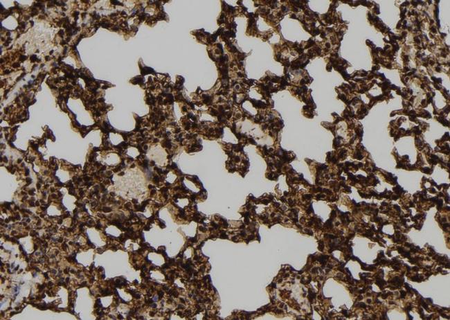 USP46 Antibody in Immunohistochemistry (Paraffin) (IHC (P))