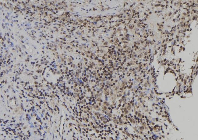 USP49 Antibody in Immunohistochemistry (Paraffin) (IHC (P))