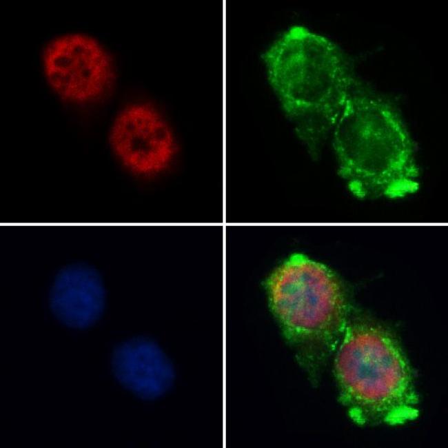 Cyclin A1 Antibody in Immunocytochemistry (ICC/IF)