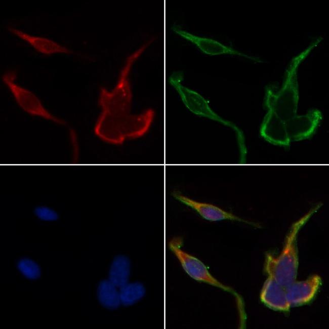 HSPH1 Antibody in Immunocytochemistry (ICC/IF)