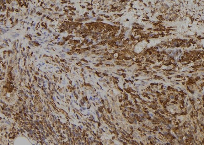 SLC5A5 Antibody in Immunohistochemistry (Paraffin) (IHC (P))