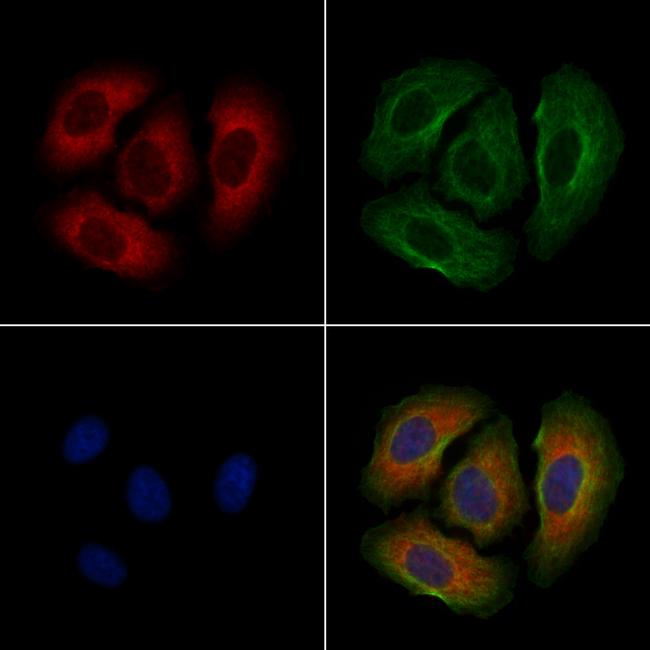 GPR77 Antibody in Immunocytochemistry (ICC/IF)