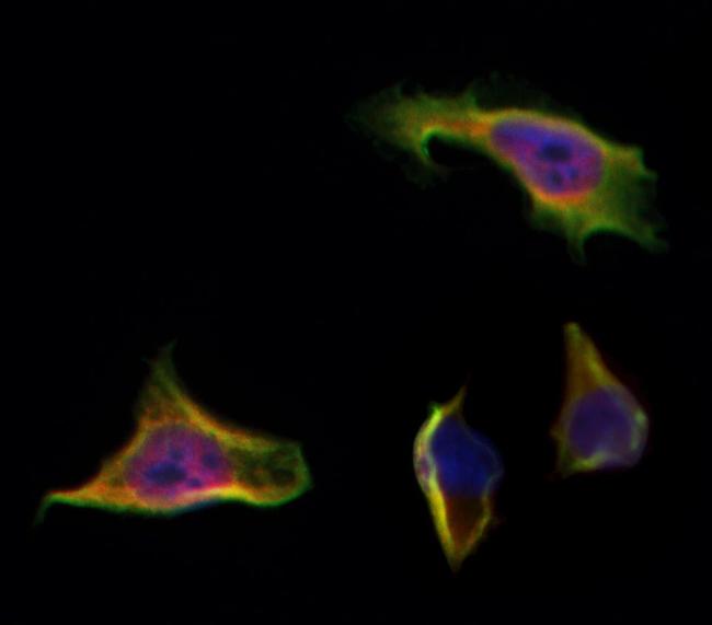 SLC30A1 Antibody in Immunocytochemistry (ICC/IF)