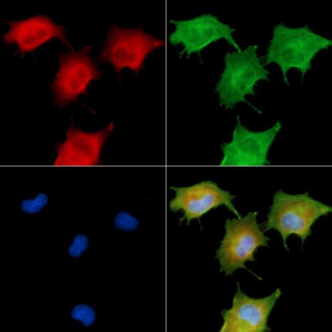 LRP12 Isoform A Precursor Antibody in Immunocytochemistry (ICC/IF)