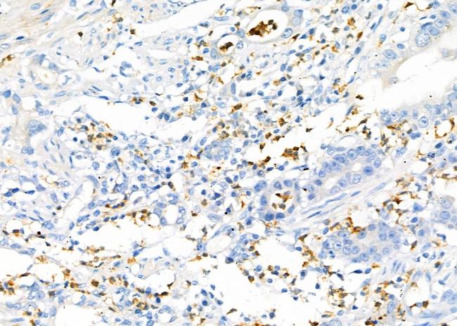 RAB19 Antibody in Immunohistochemistry (Paraffin) (IHC (P))