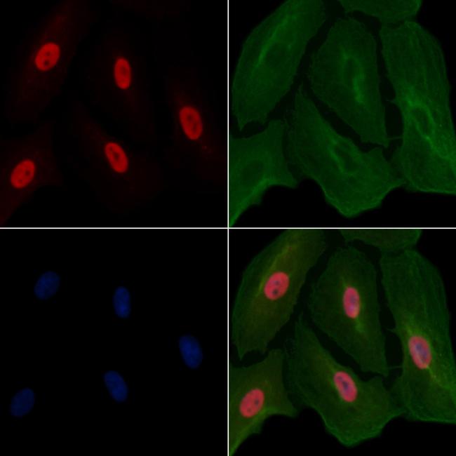 CCNL1 Antibody in Immunocytochemistry (ICC/IF)