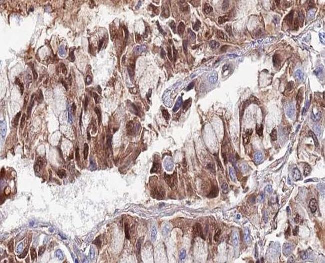 SENP5 Antibody in Immunohistochemistry (Paraffin) (IHC (P))