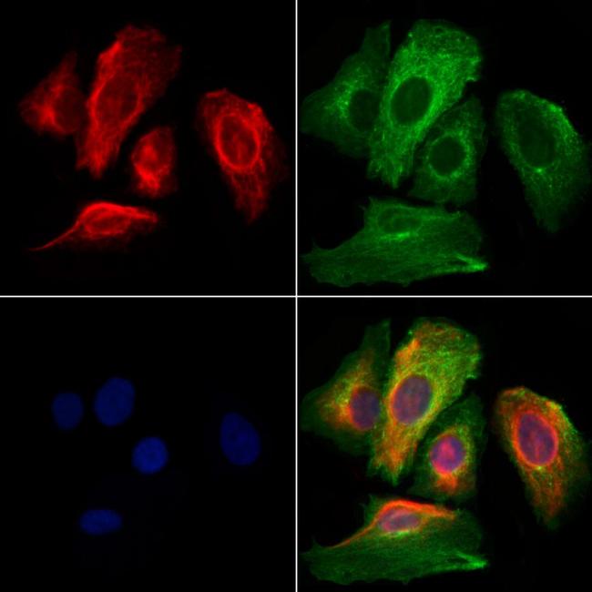 LIGHT Antibody in Immunocytochemistry (ICC/IF)