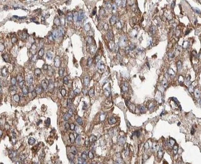 POFUT2 Antibody in Immunohistochemistry (Paraffin) (IHC (P))