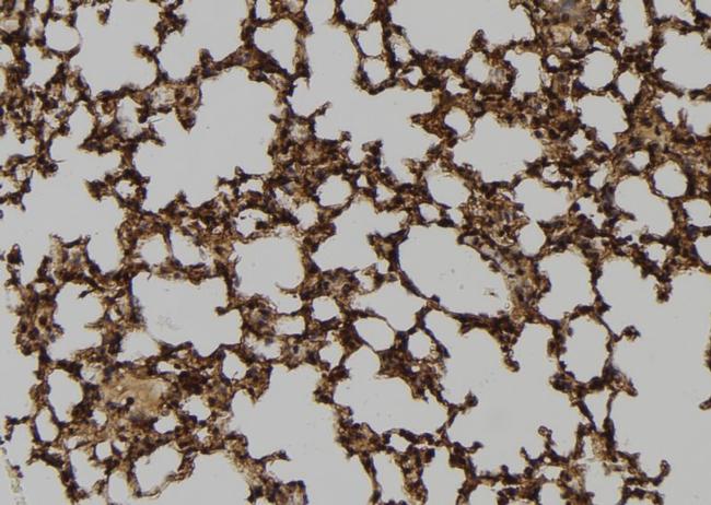 Phospho-c-Fos (Ser32) Antibody in Immunohistochemistry (Paraffin) (IHC (P))