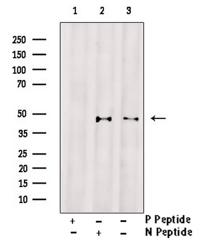 Phospho-Connexin 43 (Ser262) Antibody in Western Blot (WB)