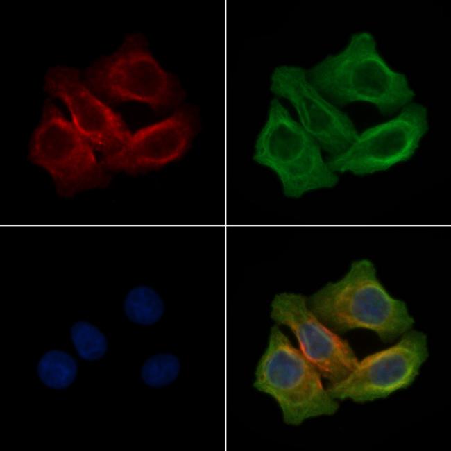 Phospho-FLT3 (Tyr969) Antibody in Immunocytochemistry (ICC/IF)