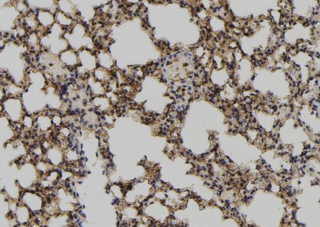 Phospho-MCM3 (Ser112) Antibody in Immunohistochemistry (Paraffin) (IHC (P))