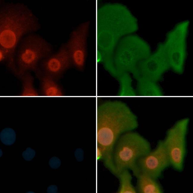 Phospho-MST1/MST2 (Thr183, Thr180) Antibody in Immunocytochemistry (ICC/IF)