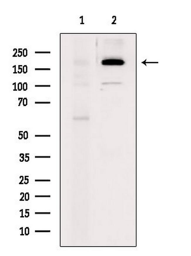 Phospho-NMDAR2B (Ser1284) Antibody in Western Blot (WB)