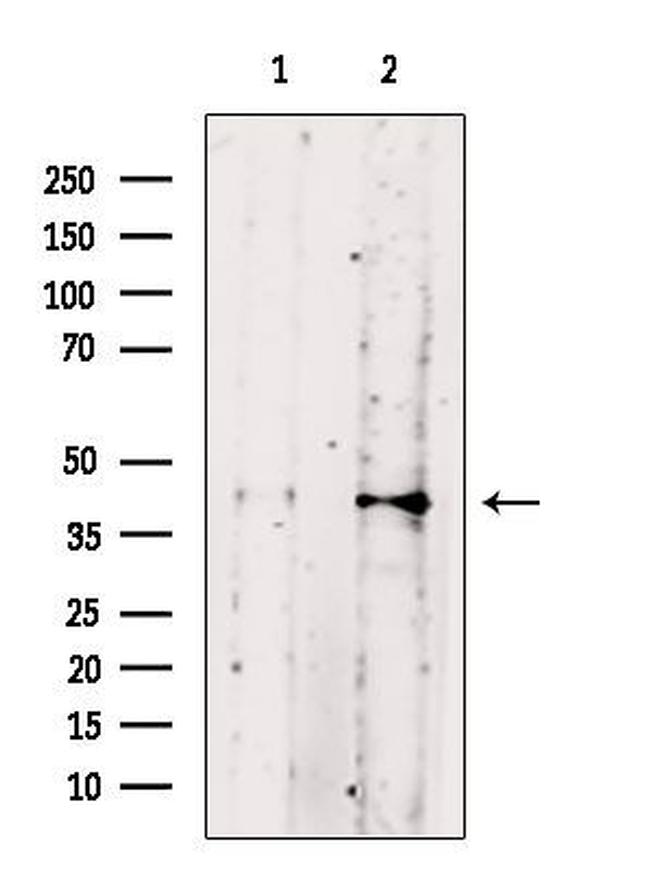 Phospho-PBK (Thr9) Antibody in Western Blot (WB)