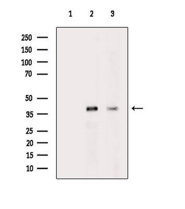 Phospho-PRAS40 (Ser183) Antibody in Western Blot (WB)