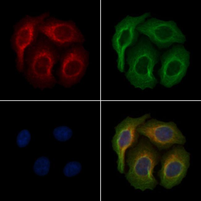 Phospho-SHIP1 (Tyr1022) Antibody in Immunocytochemistry (ICC/IF)