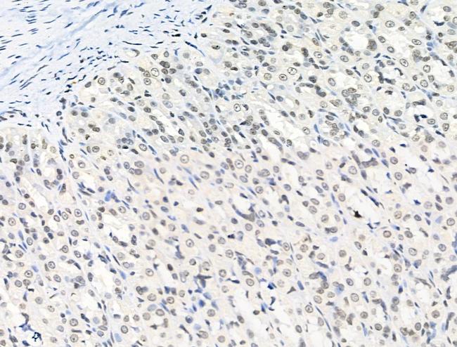 Phospho-SQSTM1 (Ser349) Antibody in Immunohistochemistry (Paraffin) (IHC (P))