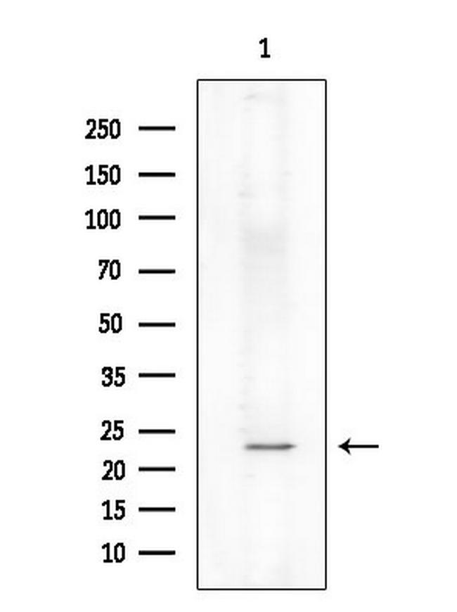 Phospho-TPT1 (Ser46) Antibody in Western Blot (WB)