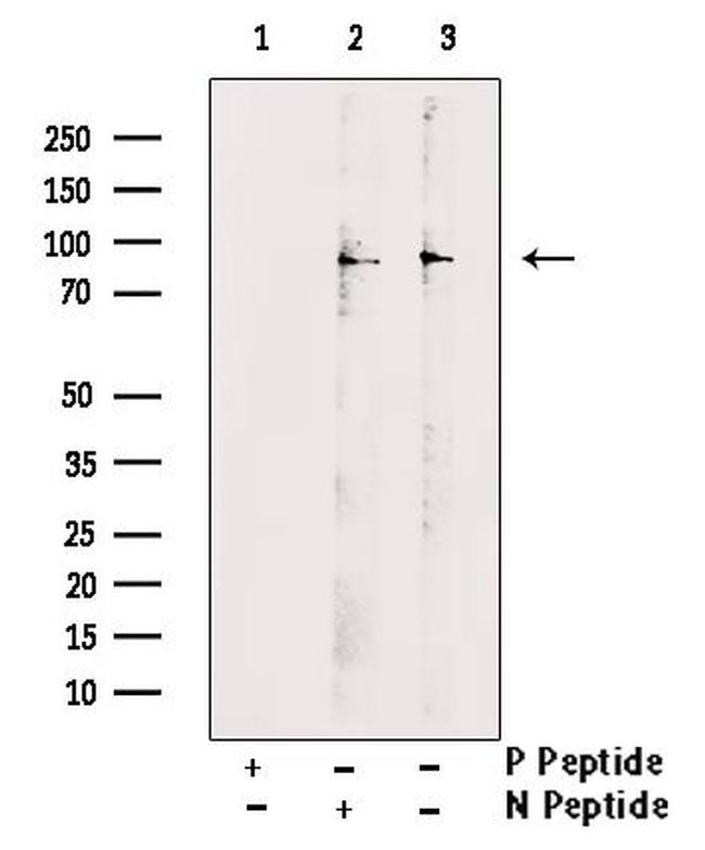 Phospho-TLK1 (Ser743) Antibody in Western Blot (WB)