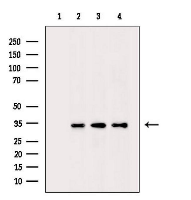 Phospho-CDK6 (Tyr292) Antibody in Western Blot (WB)