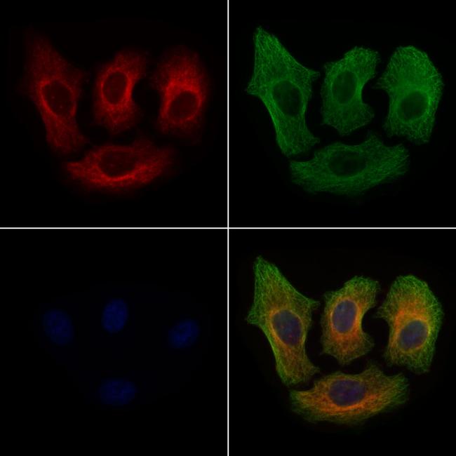 Phospho-IKK alpha (Thr23) Antibody in Immunocytochemistry (ICC/IF)