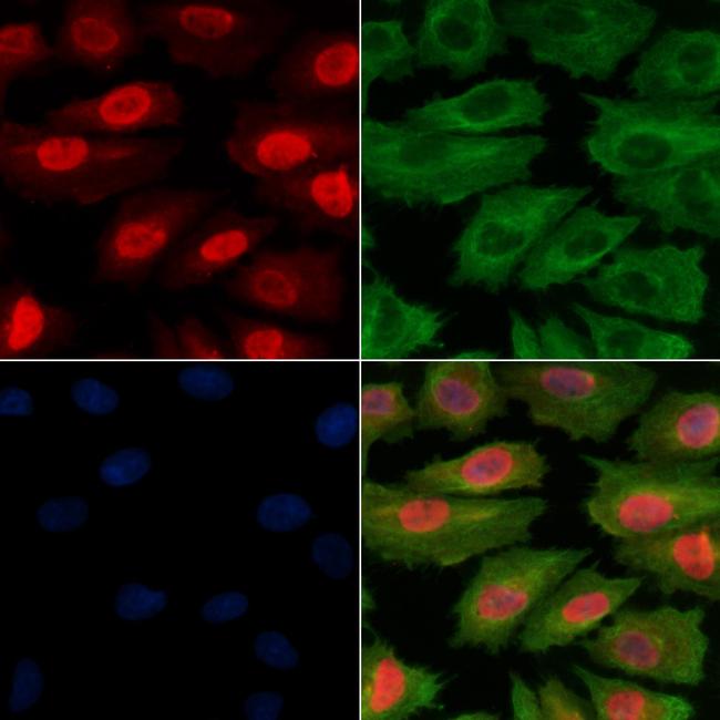 Phospho-c-Jun (Ser243) Antibody in Immunocytochemistry (ICC/IF)