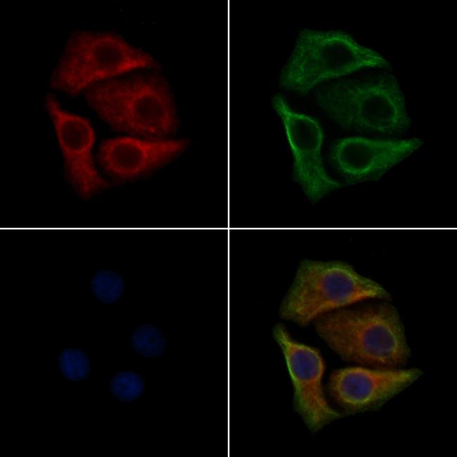 Phospho-SRC (Tyr530) Antibody in Immunocytochemistry (ICC/IF)