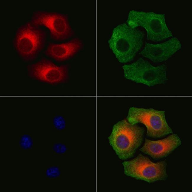 Phospho-Connexin 43 (Ser368) Antibody in Immunocytochemistry (ICC/IF)