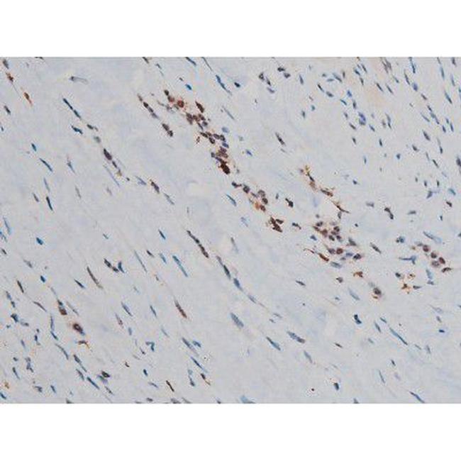 Phospho-JunD (Ser255) Antibody in Immunohistochemistry (Paraffin) (IHC (P))