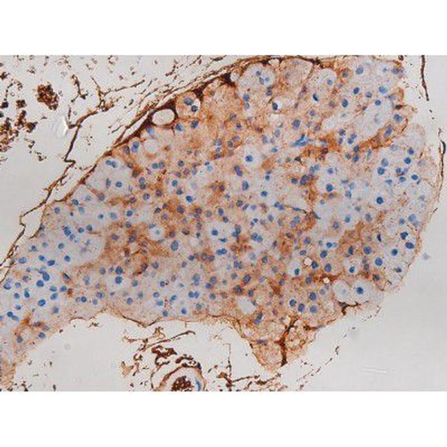 Phospho-CDC25B (Ser323) Antibody in Immunohistochemistry (Paraffin) (IHC (P))