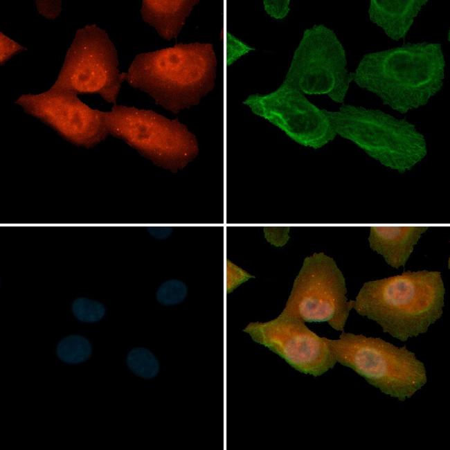 Phospho-NF2 (Ser518) Antibody in Immunocytochemistry (ICC/IF)