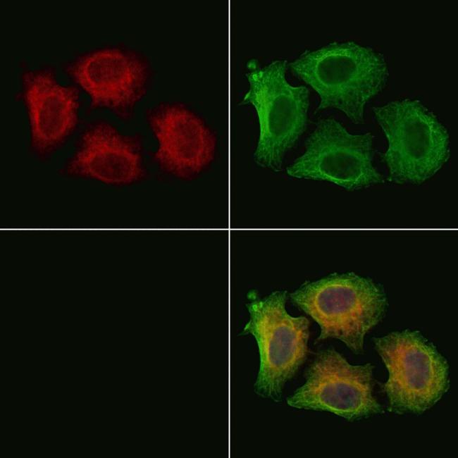 Phospho-MAP2K1/MAP2K2 (Ser222) Antibody in Immunocytochemistry (ICC/IF)