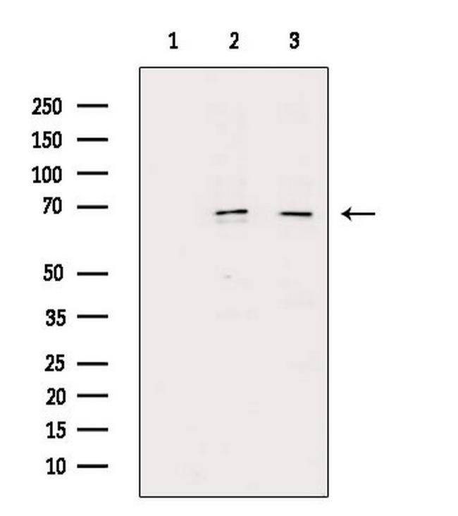 Phospho-NFkB p65 (Ser276) Antibody in Immunocytochemistry (ICC/IF)