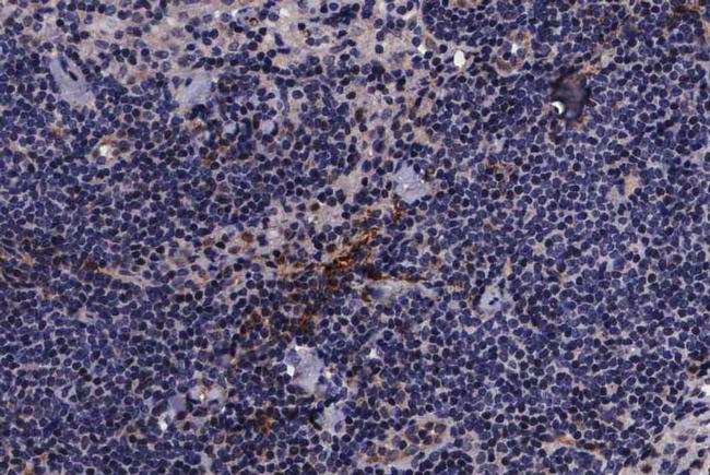 Phospho-PIN1 (Ser16) Antibody in Immunohistochemistry (Paraffin) (IHC (P))