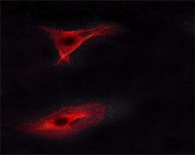 Phospho-ErbB4 (Tyr1284) Antibody in Immunocytochemistry (ICC/IF)