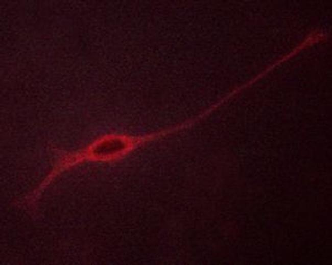 Phospho-TRKB (Tyr706) Antibody in Immunocytochemistry (ICC/IF)