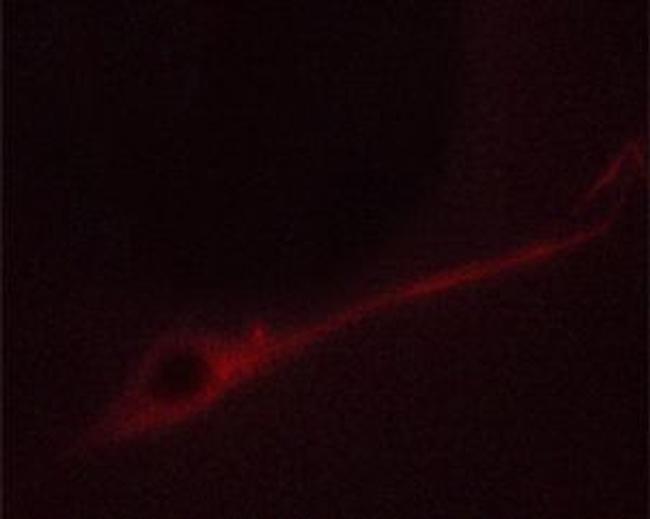 Phospho-Syntaxin 1 (Ser14) Antibody in Immunocytochemistry (ICC/IF)