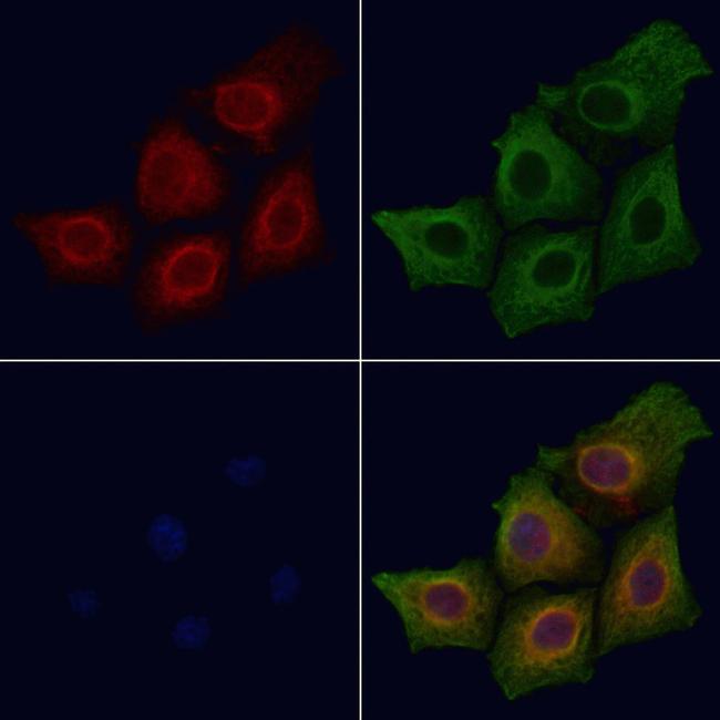 Phospho-SIRT1 (Ser47) Antibody in Immunocytochemistry (ICC/IF)