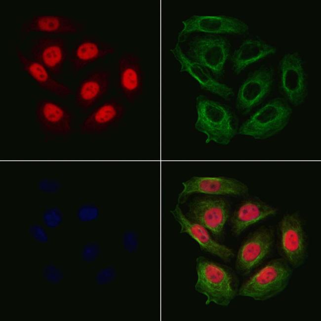 Phospho-RACGAP1 (Ser387) Antibody in Immunocytochemistry (ICC/IF)