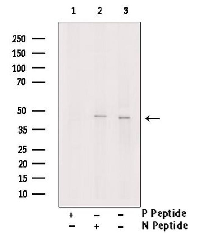 Phospho-WWTR1 (Ser89) Antibody in Western Blot (WB)