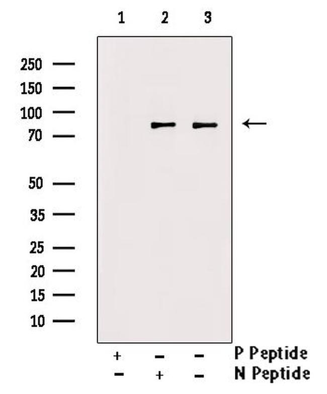 Phospho-SMURF1 (Ser200) Antibody in Western Blot (WB)