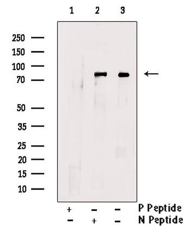 Phospho-P2X7 (Ser390) Antibody in Western Blot (WB)