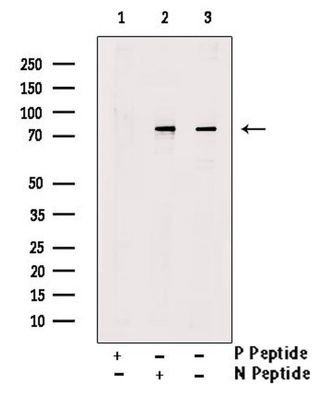 Phospho-PABP (Tyr364) Antibody in Western Blot (WB)