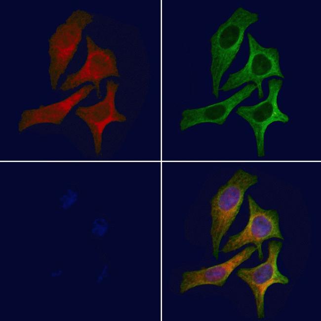 Phospho-Naked2 (Tyr247) Antibody in Immunocytochemistry (ICC/IF)