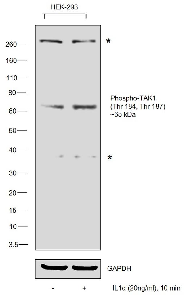 Phospho-TAK1 (Thr184, Thr187) Antibody in Western Blot (WB)