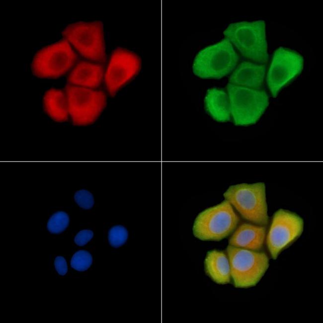 Phospho-TrkA/TrkB (Tyr785, Tyr816) Antibody in Immunocytochemistry (ICC/IF)