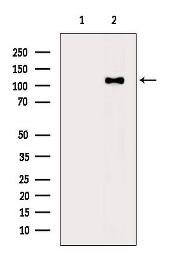 Phospho-ATP1A1 (Tyr10) Antibody in Western Blot (WB)