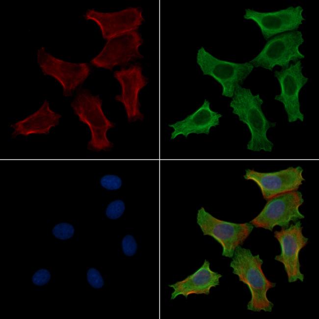 Phospho-MYH9 (Ser1943) Antibody in Immunocytochemistry (ICC/IF)